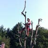 Baum- und Problemfällung / Baumpflege