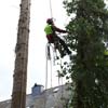 Baum- und Problemfällung / Baumpflege