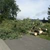 Baum- und Problemfällung / Baumpflege